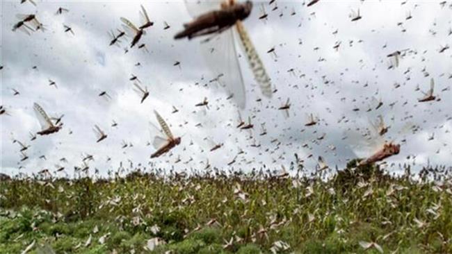 احتمال حمله ملخ‌ها به ایران