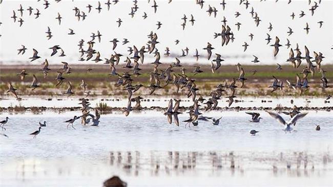 قاچاقچیان پرندگان مهاجر به دام افتادند