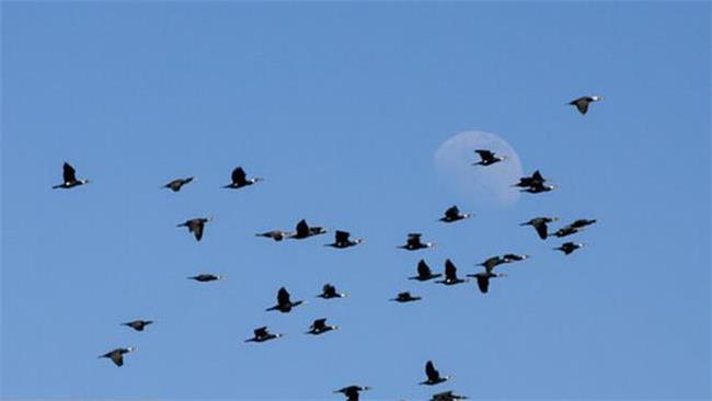 غذا دادن به پرندگان ممنوع شد