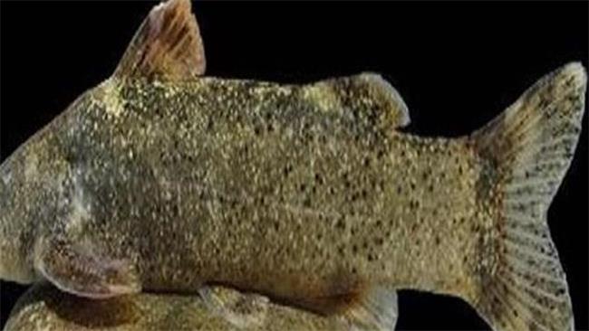 ثبت گونه جدید ماهی به اسم «علی دایی» واقعیت داشت؟