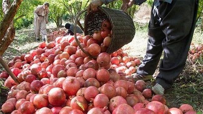 یاقوت های سرخ اسیر خشکسالی شدند