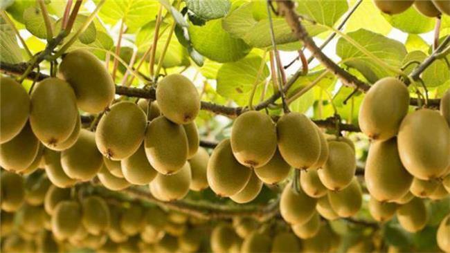 کیوی های ایران برگشت خورد