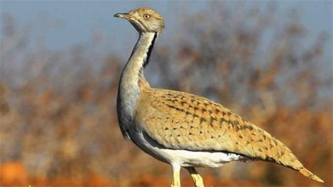 افزایش ۲۳ درصدی جمعیت هوبره در کشور