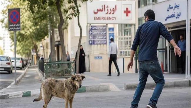 فصل گرم و افزایش خطر گازگرفتگی سگ
