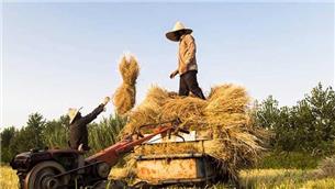 سناریو دولت در تامین امنیت غذایی را اجرایی می کنیم