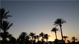 محموله‌های صادراتی نخل از قطر برگشت خورد