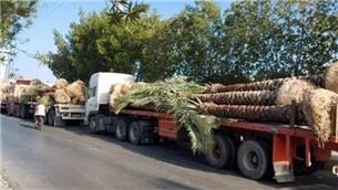 هر نخل ایرانی را چند به قطر فروختند؟