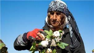 برداشت طلای سفید / عکس