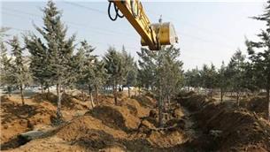 جابجایی ۱۲۰۰ اصله درخت در جنوب تهران