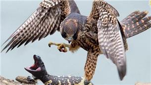 ترفند مارمولک برای فرار از چنگال شاهین /عکس