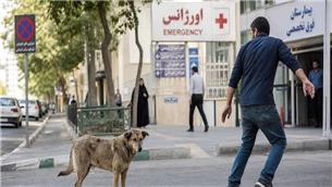 فصل گرم و افزایش خطر گازگرفتگی سگ
